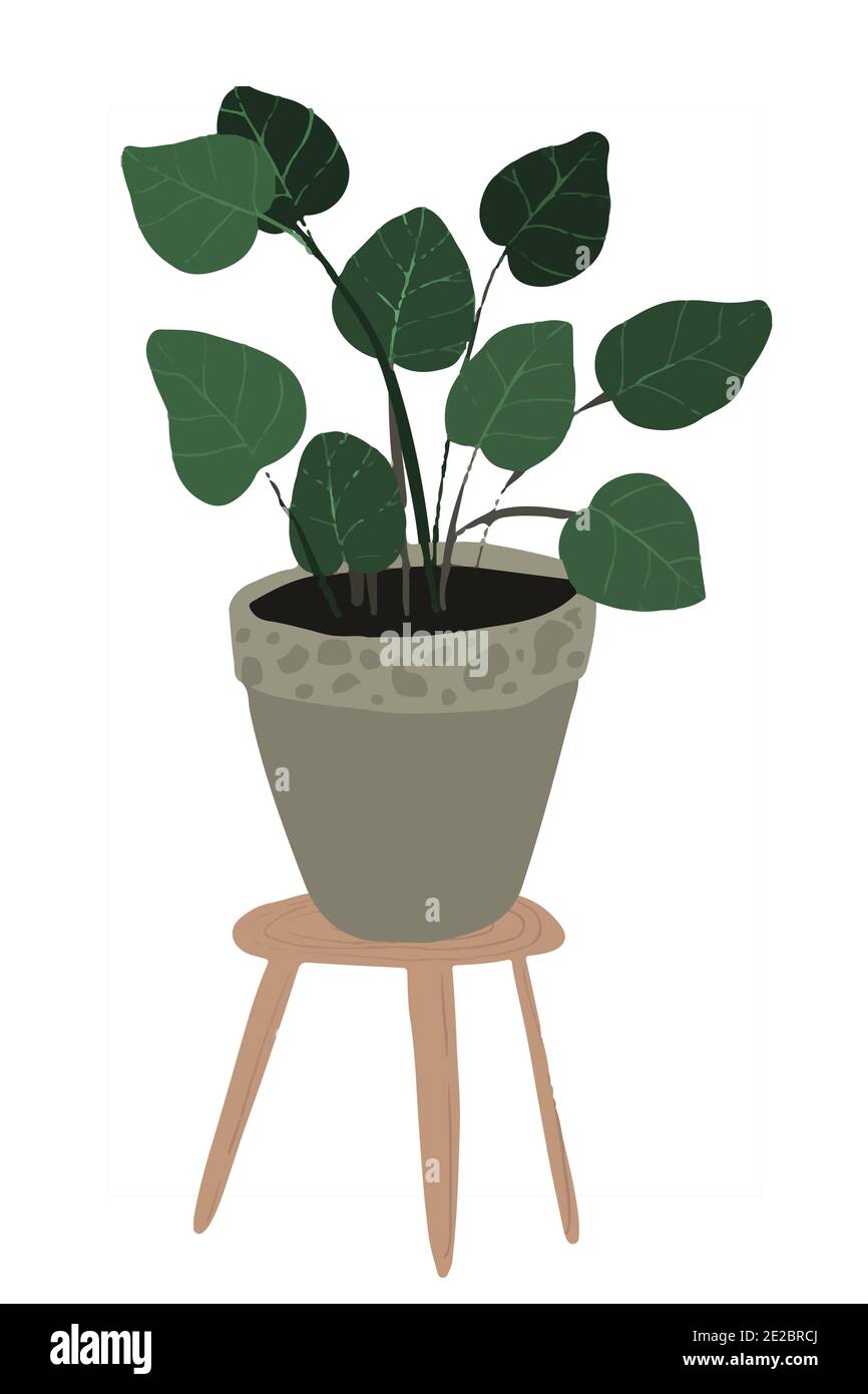 Hand drawn boho house plants. Scandinavian style illustration, modern and  elegant home decor Stock Photo - Alamy