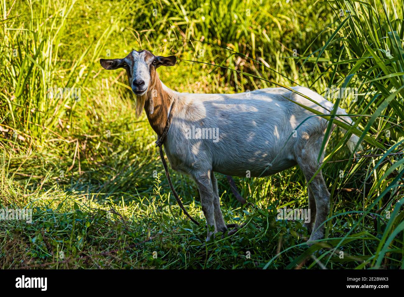 Goat in Happy Hill, Grenada. Goats find the best food on Grenada because the land is fertile and enough rain falls. By the way, dishes with goat meat are a culinary delicacy on the island Stock Photo