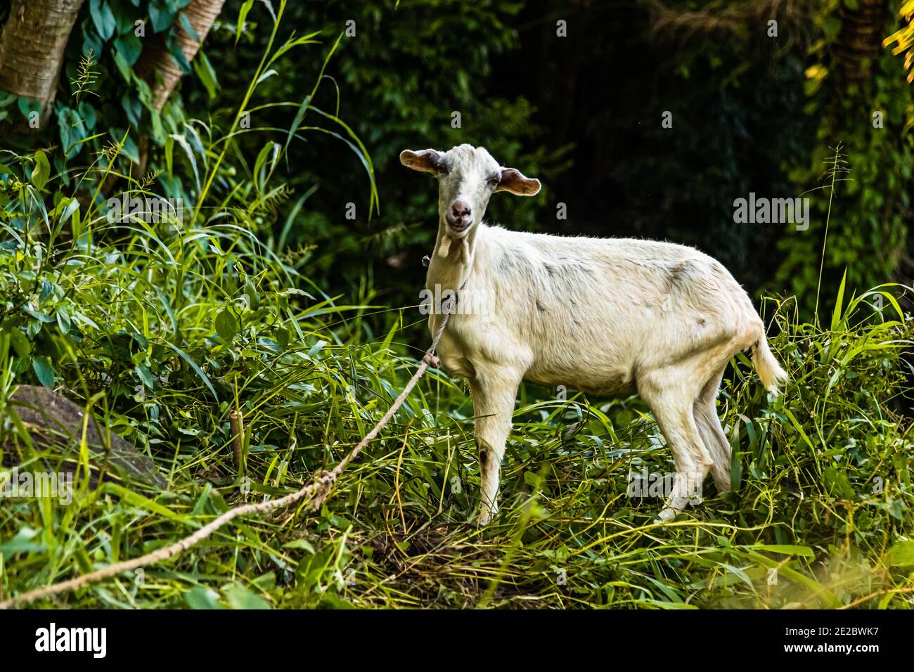Goat in Happy Hill, Grenada. Goats find the best food on Grenada because the land is fertile and enough rain falls. By the way, dishes with goat meat are a culinary delicacy on the island Stock Photo