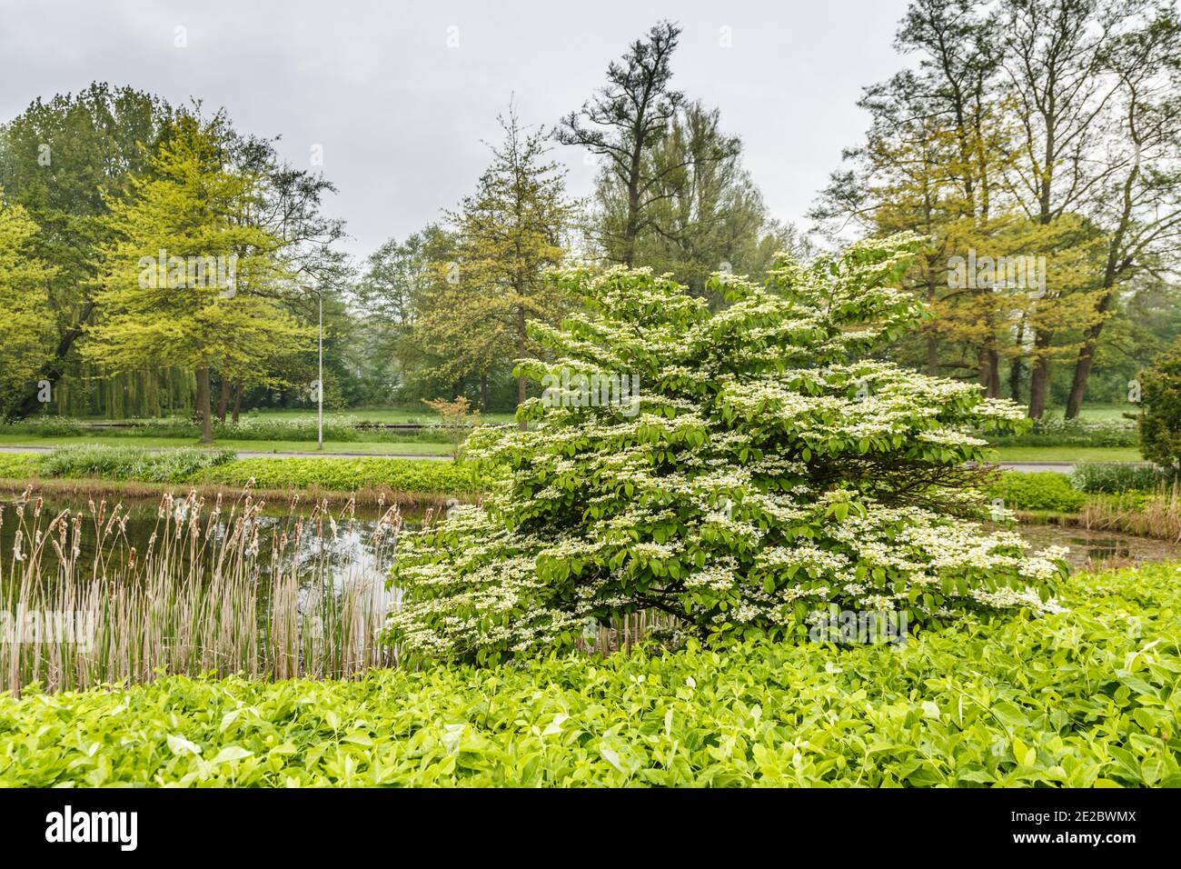 Landscape with Viburnum plicatum tomentosum  a shrub with broad branches and white screen-shaped flowers Stock Photo