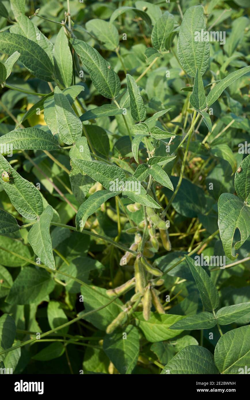 Soya bean fruit hi-res stock photography and images - Alamy