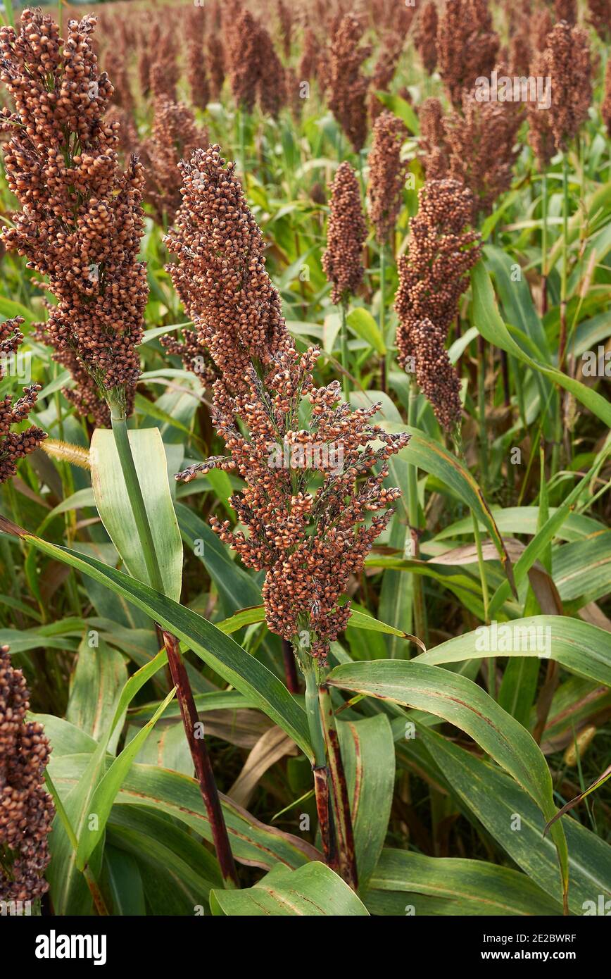 Sorghum bicolor agricultural field Stock Photo