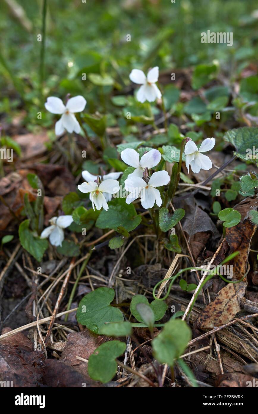 Viola alba plants in bloom Stock Photo Alamy