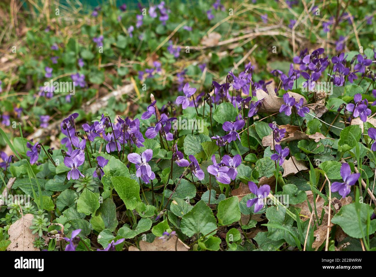 Viola odorata purple and lilac flowers Stock Photo