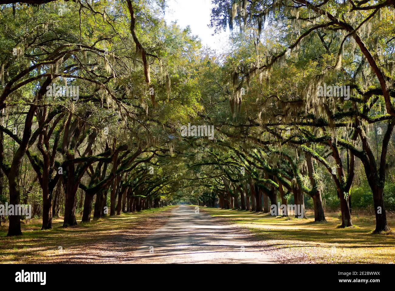 Live Oak trees draped with Spanish Moss line the entrance road to