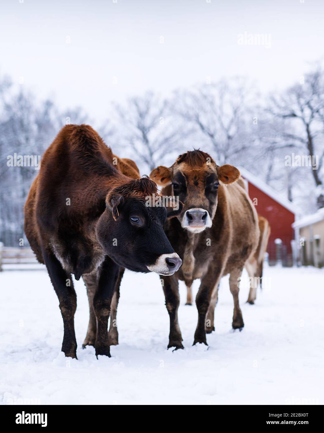 Коровы Зимой Фото