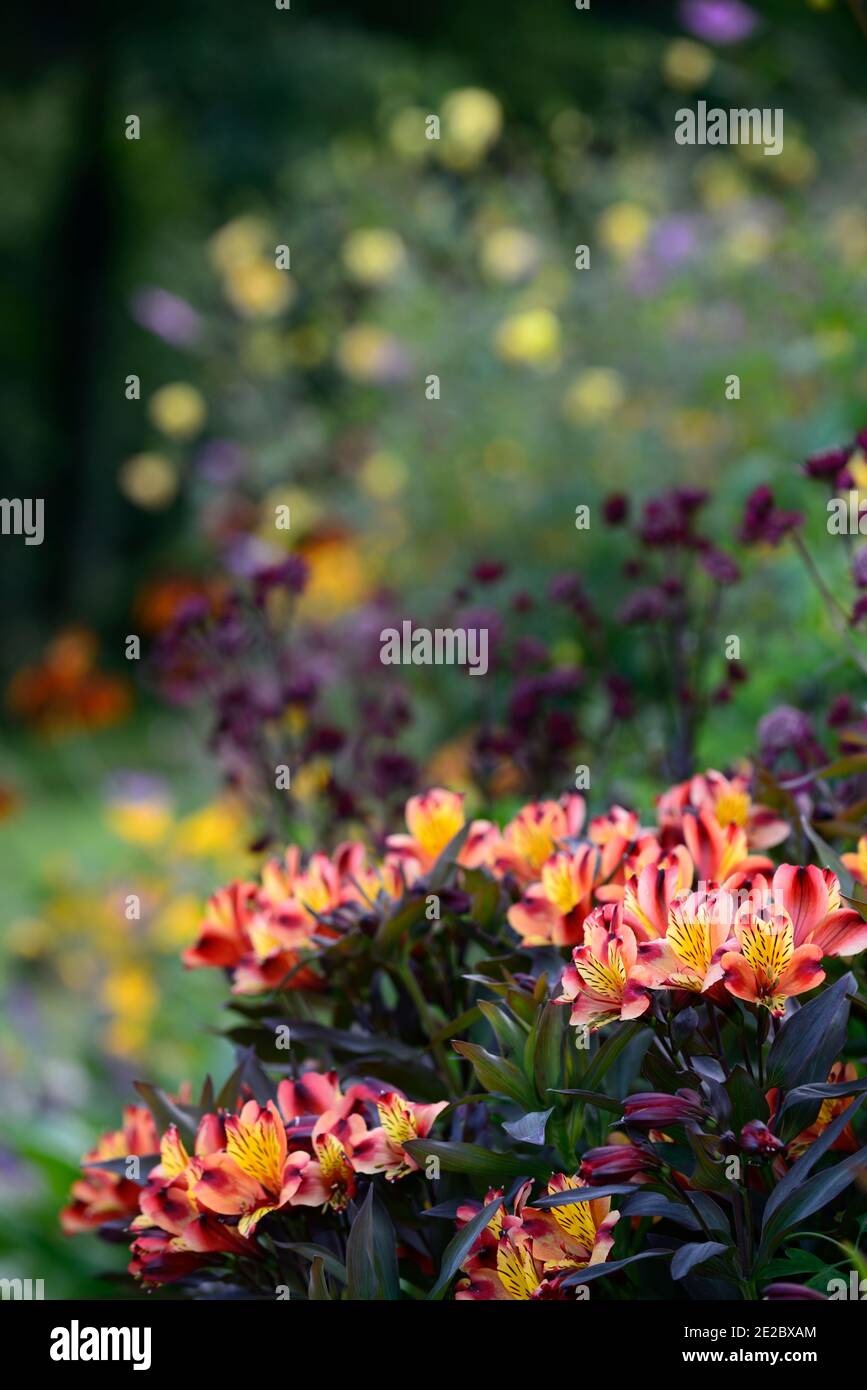 Alstroemeria Indian Summer,Peruvian lily,copper,orange,yellow,flower,flowers,flowering,perennial,cut flowers,garden,RM floral Stock Photo