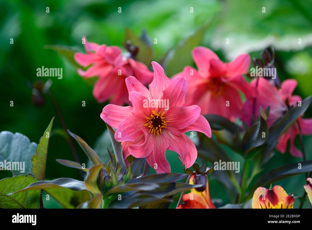 dahlia,peony dahlias,seedling,coral red flowers,coral red flower,flowering,RM floral Stock Photo