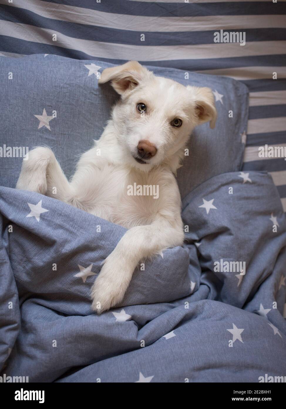 white cute puppy lies in bed on pillow covered with blanket, enjoys a pleasant moment. Good morning, positive, cosiness and comfort. sweet life of pet Stock Photo