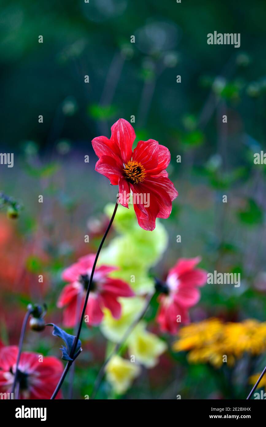 Mixed Dahlias High Resolution Stock Photography and Images - Alamy