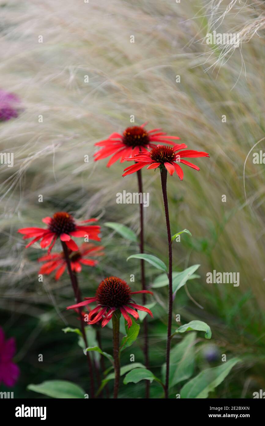 echinacea tomato soup,coneflower,red flowers,scarlet red flowers,coneflower,flowering,Stipa tenuissima Pony Tails,grass,grasses,echinacea and grasses, Stock Photo