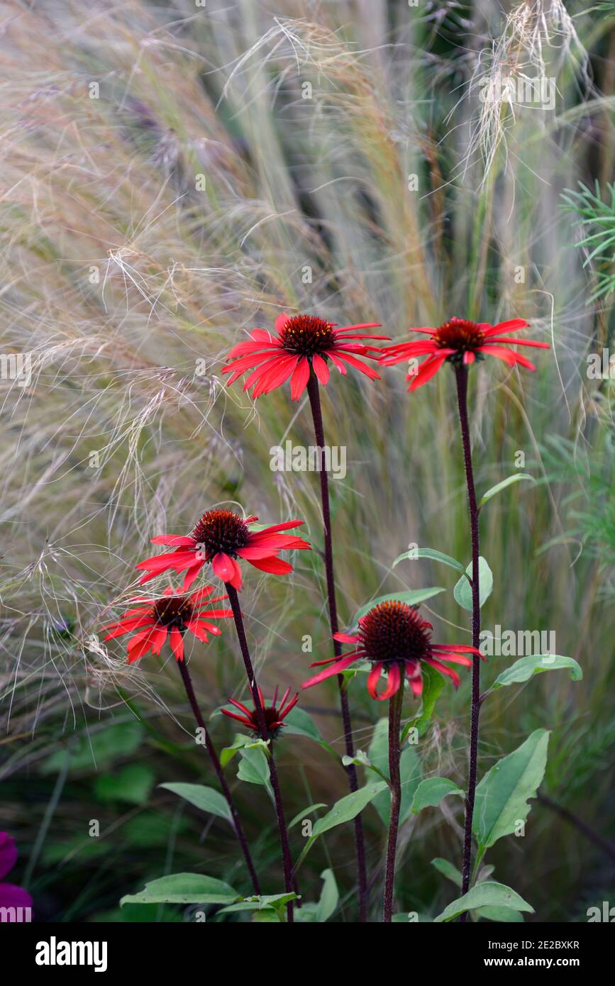 echinacea tomato soup,coneflower,red flowers,scarlet red flowers,coneflower,flowering,Stipa tenuissima Pony Tails,grass,grasses,echinacea and grasses, Stock Photo