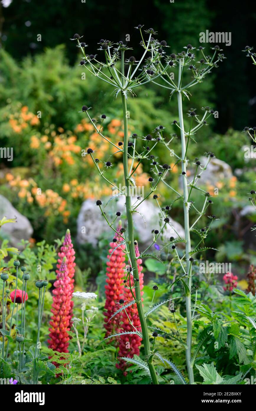 eryngium guatemalense,flowers,flowering,mixed border,ornamental thistle