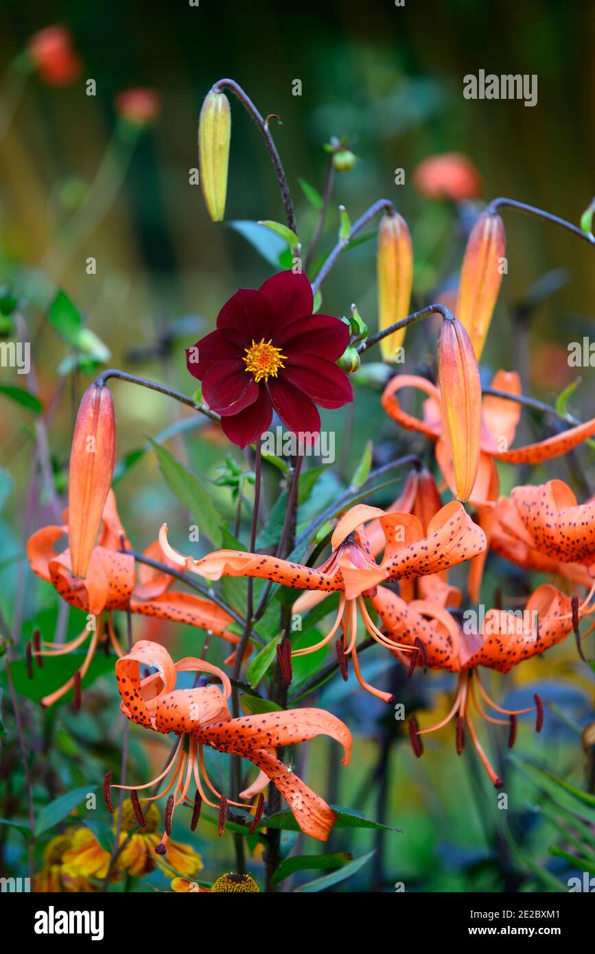 dahlia,peony dahlias,seedling,wine red flowers,wine red flower,flowering,contrast,contrasting combination,mixed planting,dahlias and lilies,lilium lan Stock Photo