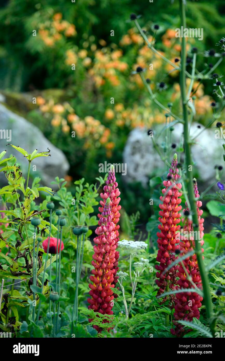 eryngium guatemalense,flowers,flowering,mixed border,ornamental thistle