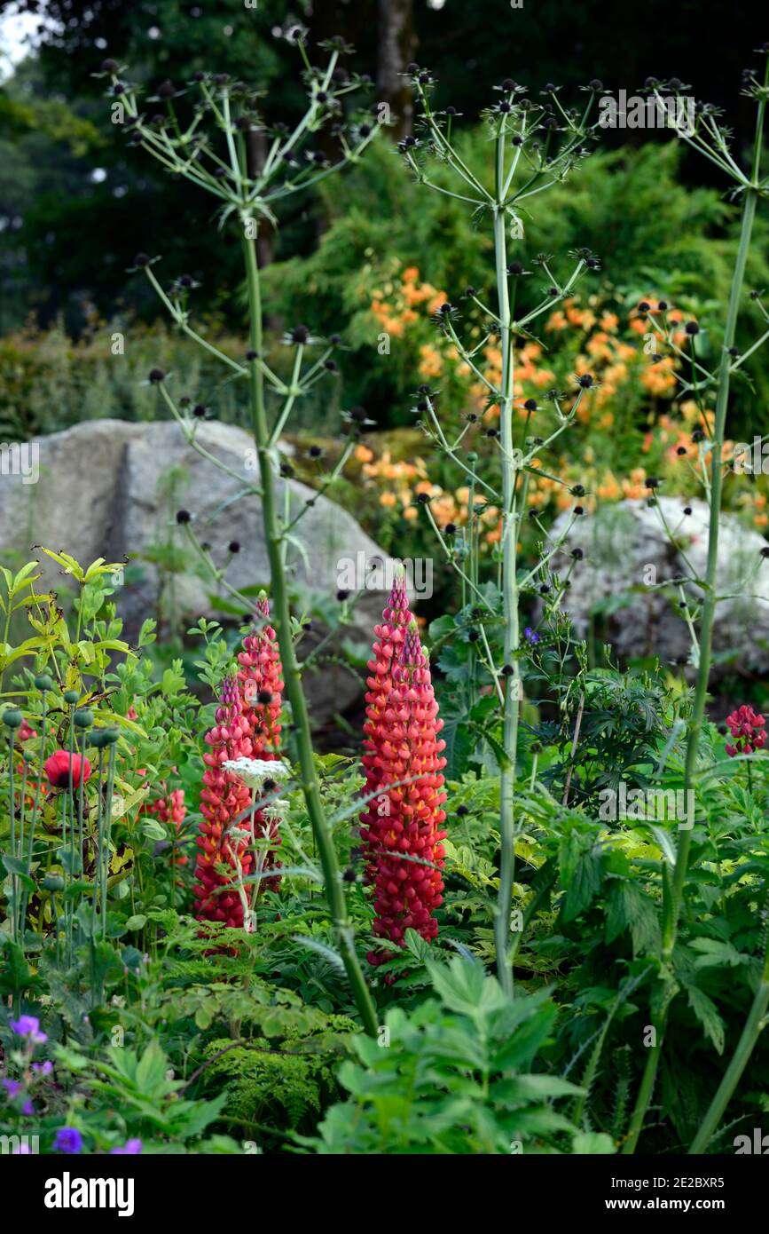 eryngium guatemalense,flowers,flowering,mixed border,ornamental thistle
