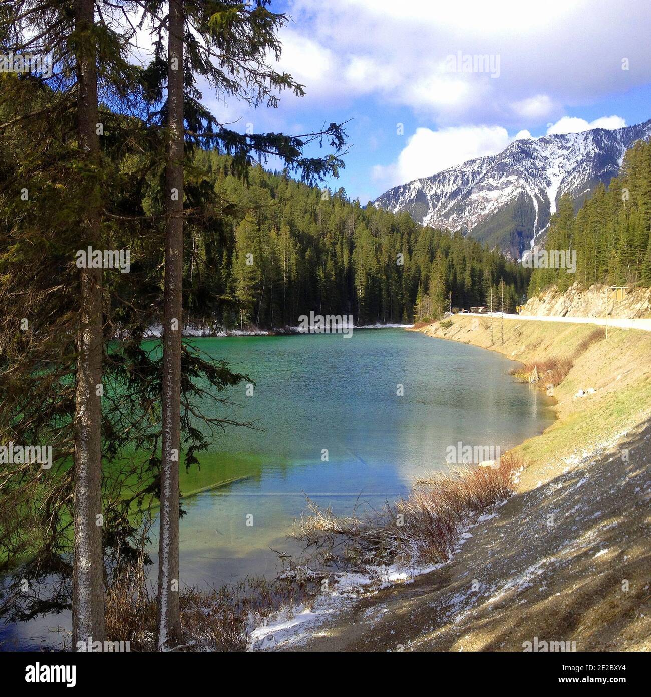Olive lake in the Rocky Mountains. Kootenay National park. Green forest and lovely green lake, Stock Photo