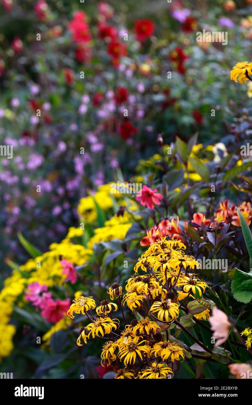 ligularia dentata britt marie crawford,yellow,flowers,flowering,summer,perennials,mixed bed,mixed border,mixed planting scheme,RM Fl Stock Photo