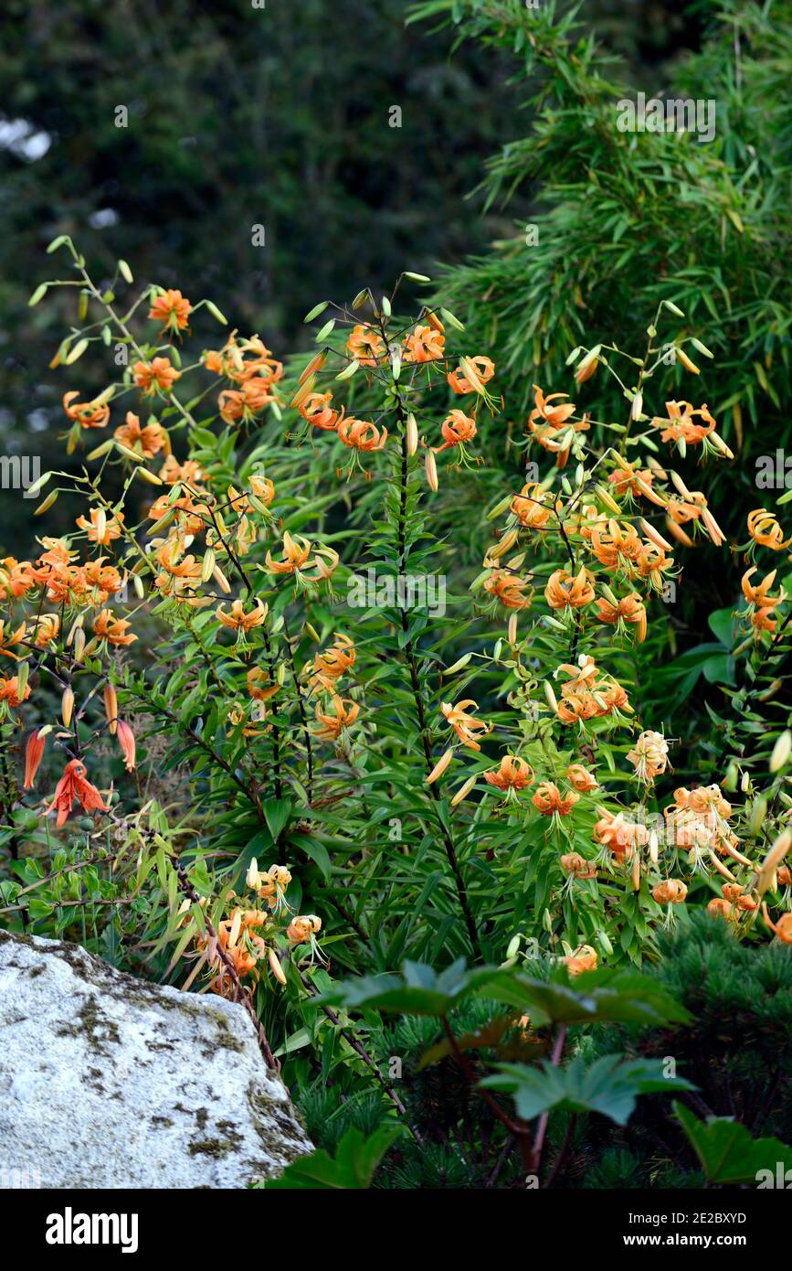 lilium henryi,lily,lilies,orange,flowers,speckled,markings,plant portraits,closeup,turks cap,henry's lily,clump,stand,group,RM floral Stock Photo