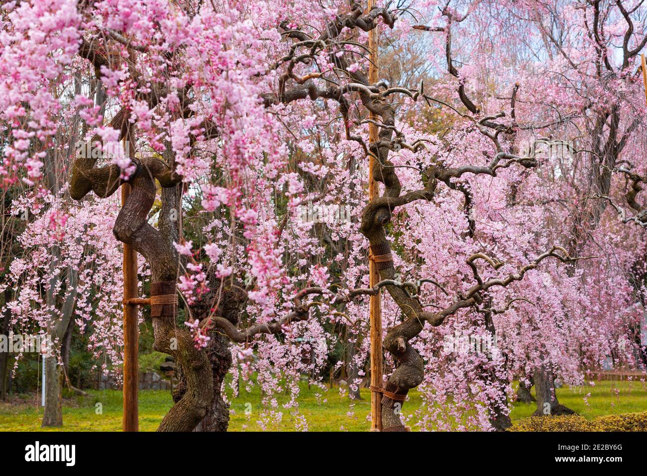 Weeping Cherry Trees in Kyoto, Japan. Stock Photo