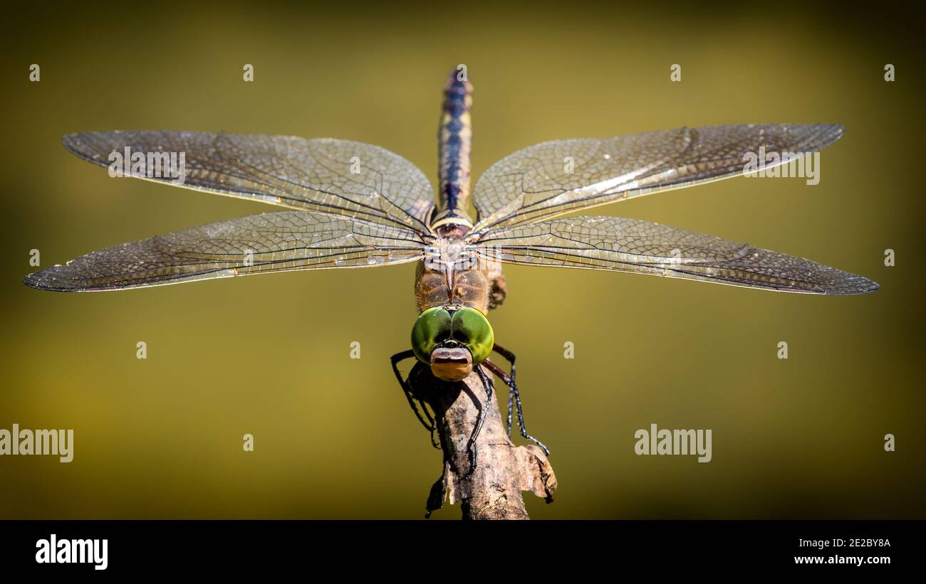 Shallow focus shot of a dragonfly on a wooden stick Stock Photo - Alamy