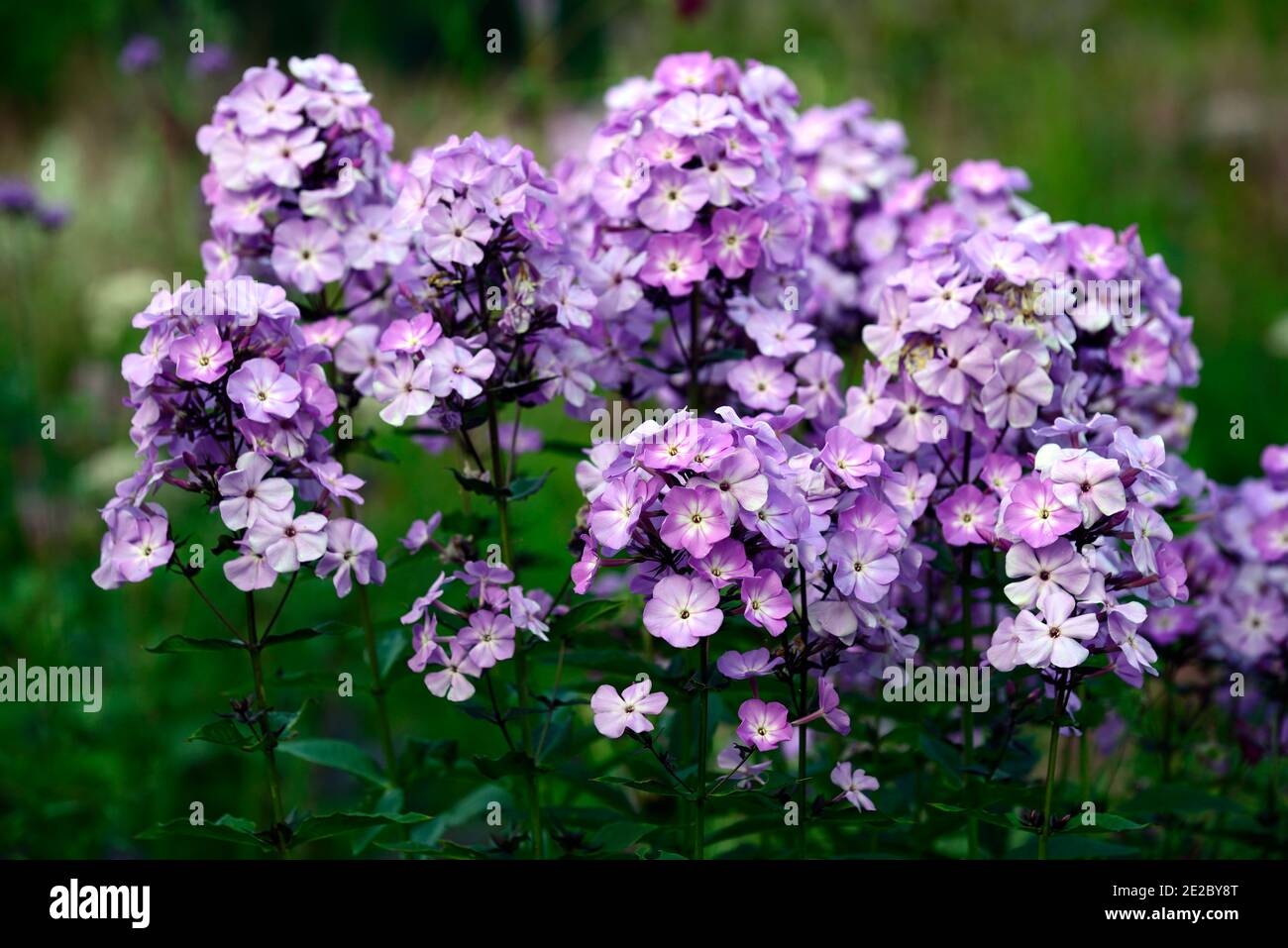 Phlox paniculata,Phlox,violet purple flowers,perennials,perennial,flowers,RM Floral Stock Photo