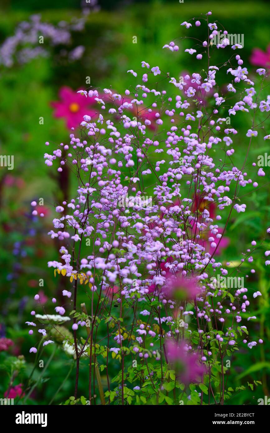 Thalictrum delavayi, meadow rue, purple, lilac, flower, flowers, flowering, perennial, RM Floral Stock Photo