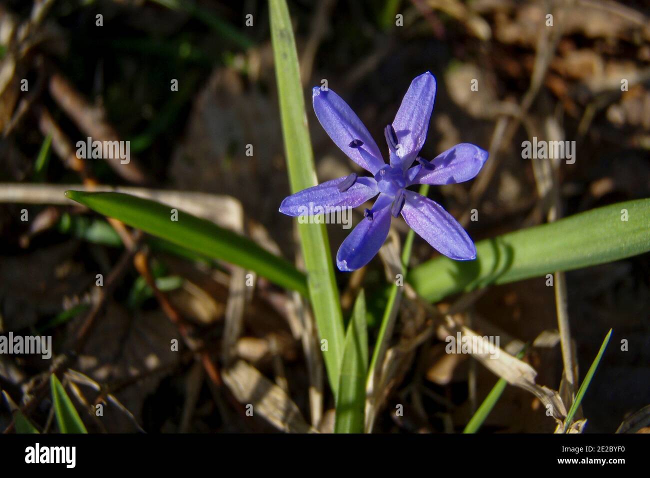 Scilla bifolia (alpine squill or two-leaf squill) is a herbaceous perennial growing from an underground bulb, belonging to the genus Scilla of t Stock Photo