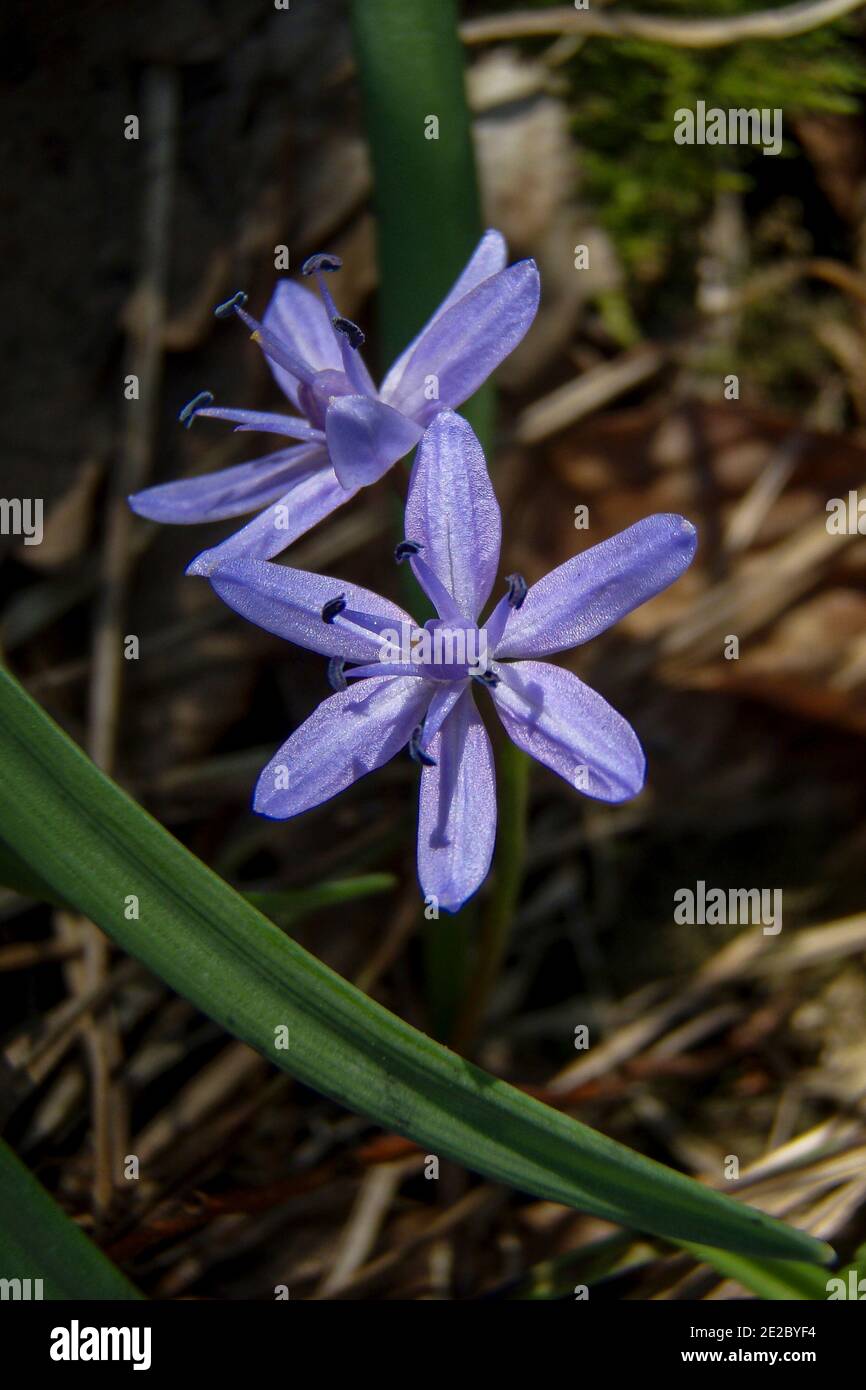 Scilla bifolia (alpine squill or two-leaf squill) is a herbaceous perennial growing from an underground bulb, belonging to the genus Scilla of t Stock Photo