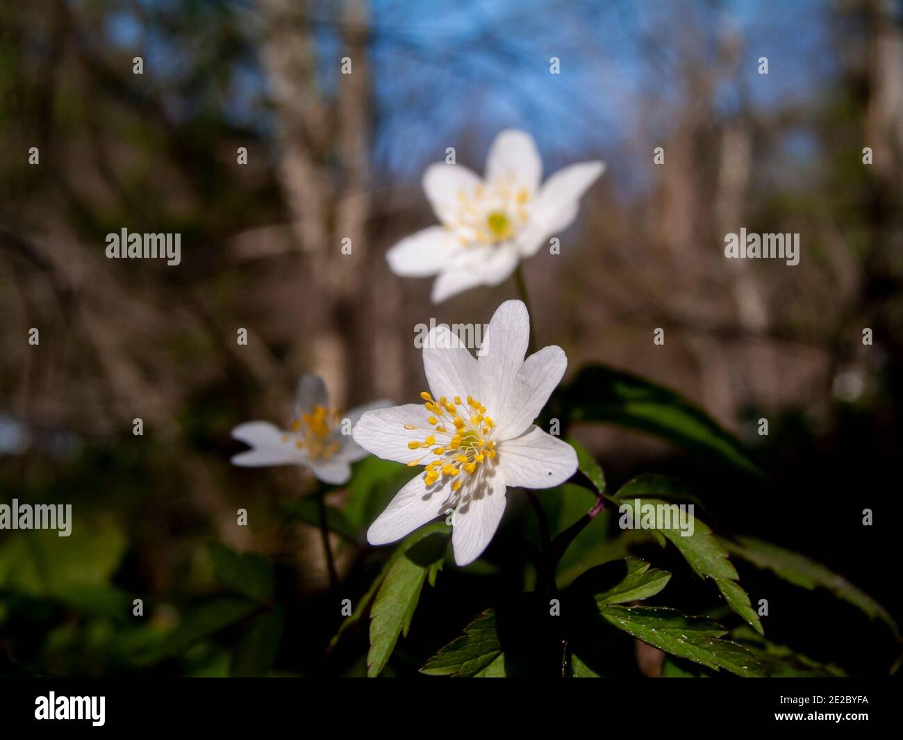 Spring flower Anemone nemorosa , earlyspring flowering plant in the