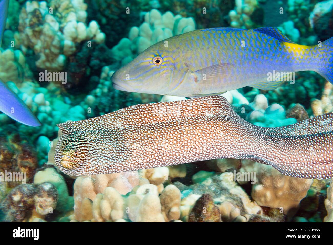 hunting coalition or multi-species foraging aggregation of whitemouth moray eel, and blue goatfish or yellowsaddle goatfish, Kona, Hawaii, USA Stock Photo