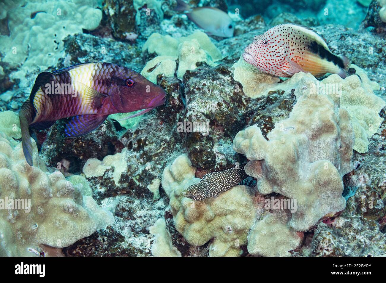 a manybar goatfish and a blackside hawkfish owait together for a whitemouth moray eel to flush small fish out of a coral head, Kona, Hawaii, USA Stock Photo