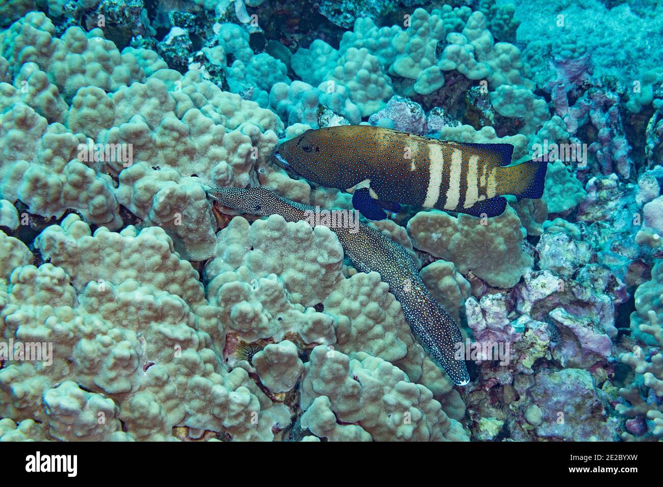 Hunting coalition consisting of a peacock grouper and a whitemouth moray eel, Kona, Hawaii. Both parties benefit from increased hunting success. Stock Photo