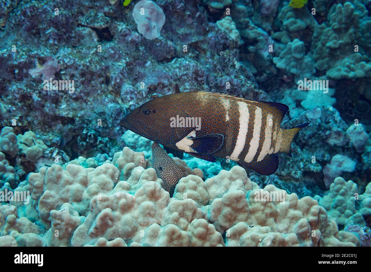 Hunting coalition consisting of a peacock grouper and a whitemouth moray eel. Grouper encourages eel to start hunting by gently rubbing against it. Stock Photo