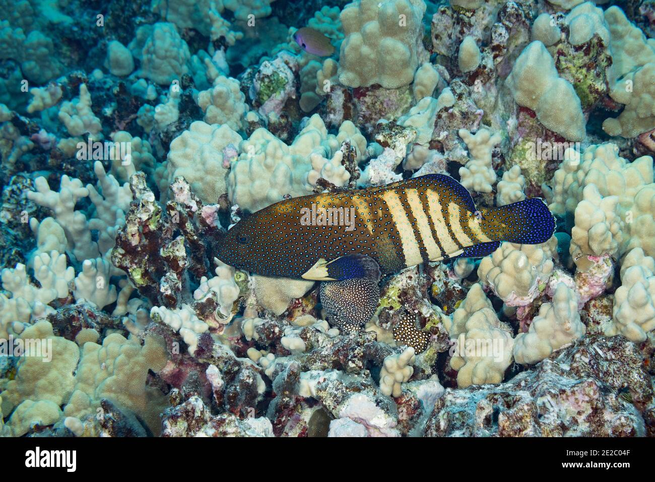 Hunting coalition of peacock grouper and  whitemouth moray eel. Grouper gently strokes eel with pec fin to encourage it to start hunting. Kona, Hawaii Stock Photo