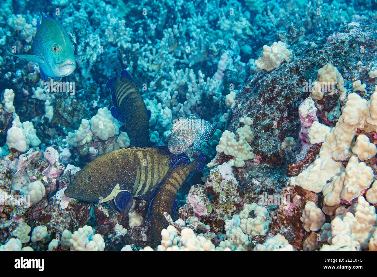 Hunting coalition of peacock groupers, bluefin trevally, and whitemouth moray eel; Groupers and jacks block openings in reef while eel hunts inside. Stock Photo