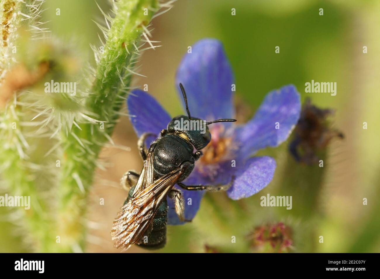 One of the larger carpenter bees, Ceratina chalcites on a blue flower Stock Photo