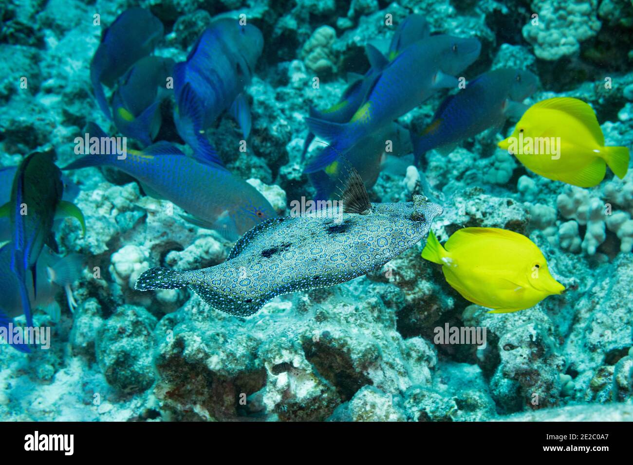 Hunting coalition of blue goatfish and bluefin trevally is joined by  peacock flounder; Kona, Hawaii, USA ( Pacific Ocean ) Stock Photo