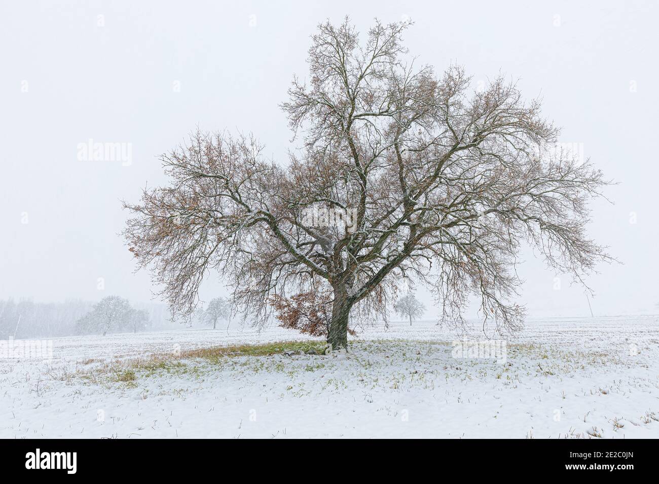 Frozen tree in a winter day Stock Photo - Alamy