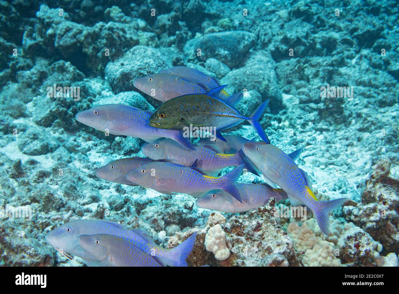 Hunting coalition of yellowsaddle goatfish and bluefin trevally; jack has darkened front part of body to signal territorial claim of goatfish school. Stock Photo