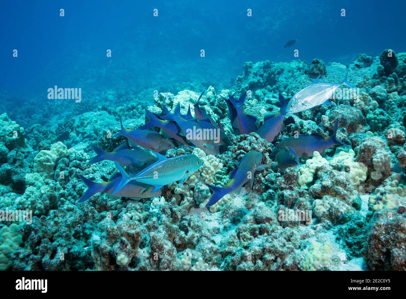 Hunting coalition of blue goatfish and bluefin jacks; Goatfish rout prey out of coral and jacks seize any that try to flee; Kona, Hawaii, USA Stock Photo