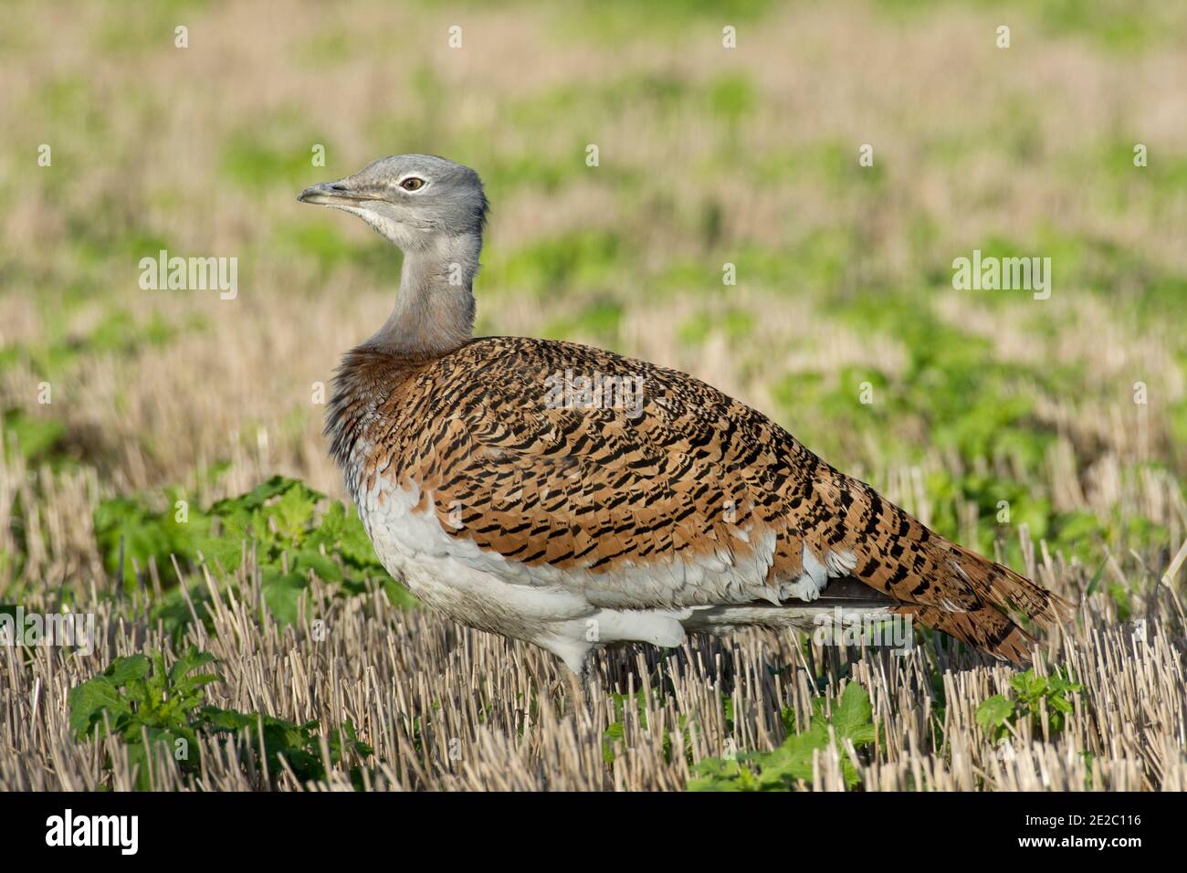 First winter male Great Bustard, Otis tarda, from the reintroduction program taking place on Salisbury Plain,  in a stubble field at Letcombe Regis Stock Photo