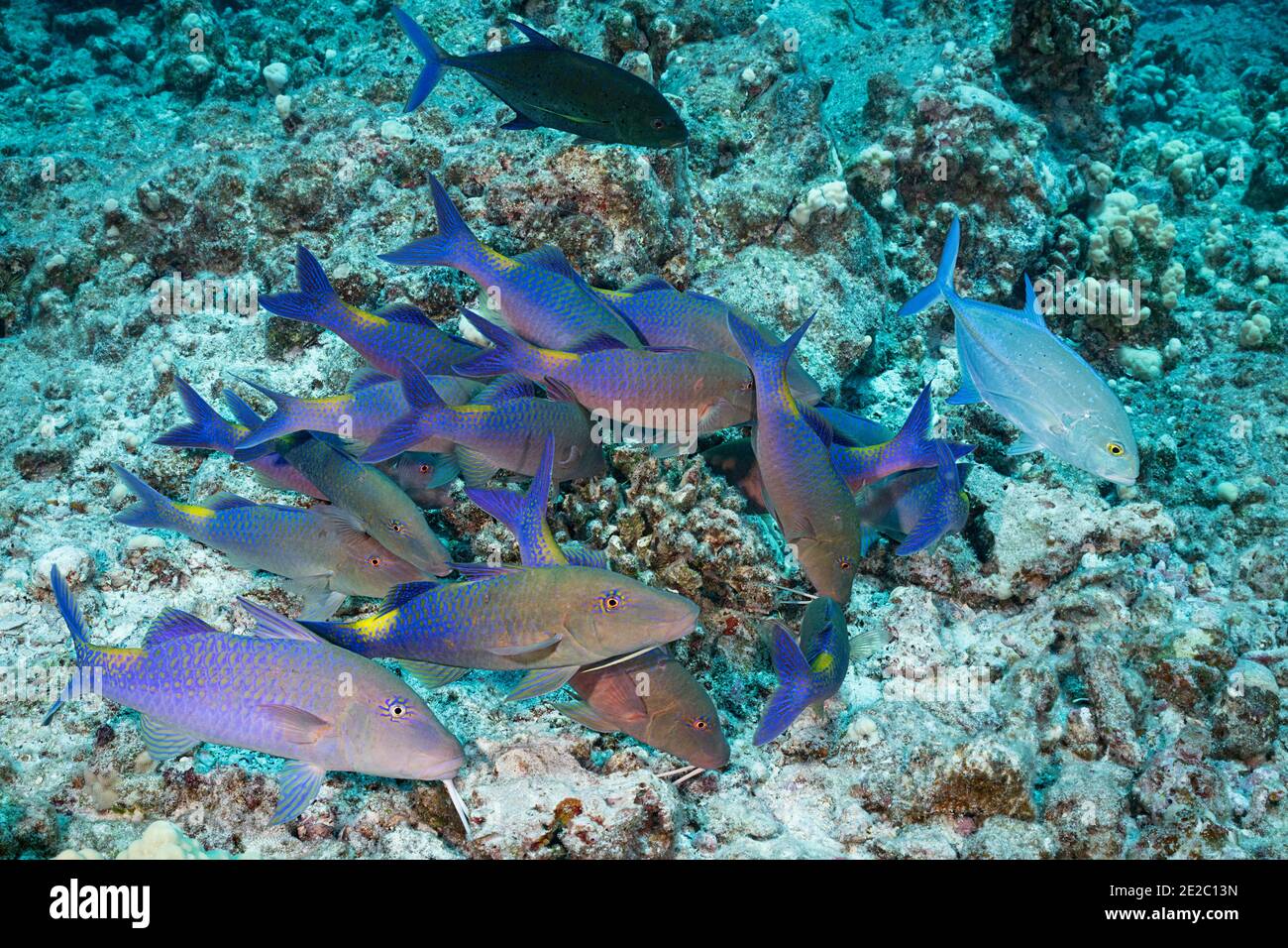 Hunting coalition of blue goatfish and bluefin jacks; One jack has adopted a dark color phase, which may indicate aggression or territoriality; Hawaii Stock Photo