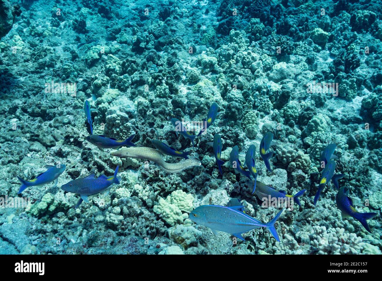 Hunting coalition of blue goatfish with bluefin jacks and a whitemouth moray eel, Kona, Hawaii, USA Stock Photo