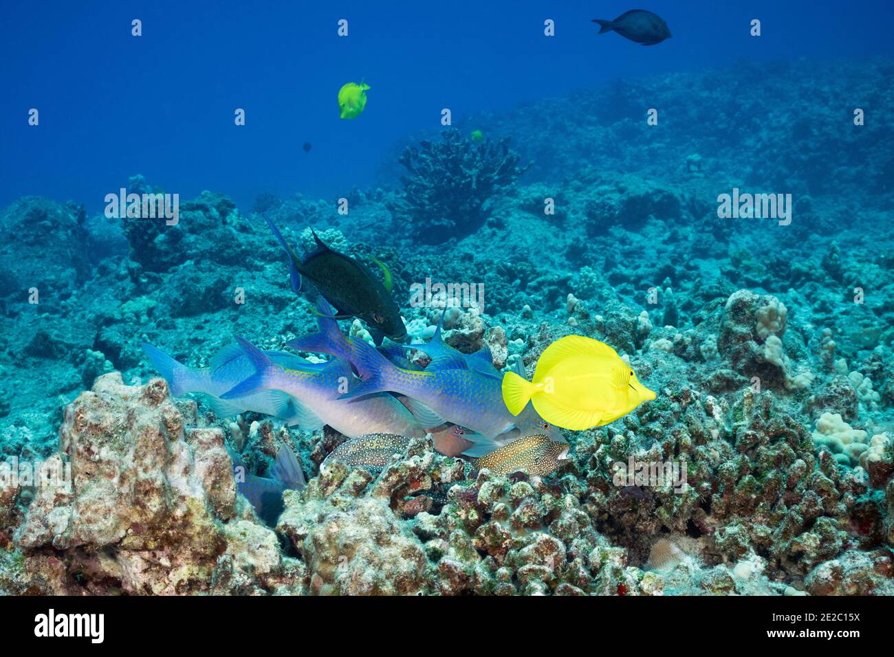Hunting coalition of blue goatfish, bluefin jacks, and whitemouth moray eel; Yellow tang swims past; Kona, Hawaii Stock Photo