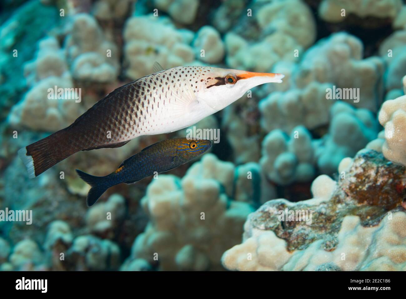Initial phase bird wrasse, searching for prey, is shadowed by a juvenile blue goatfish, forming a hunting coalition, a type of symbiotic relationship Stock Photo