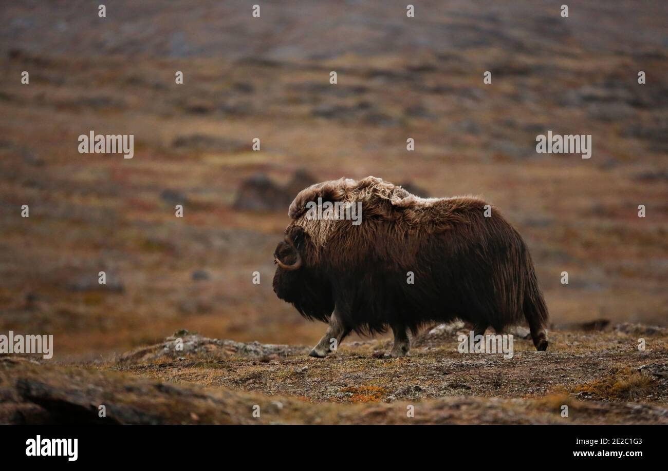 A lone bull musox makes his way across the tundra on an overscast day. Stock Photo