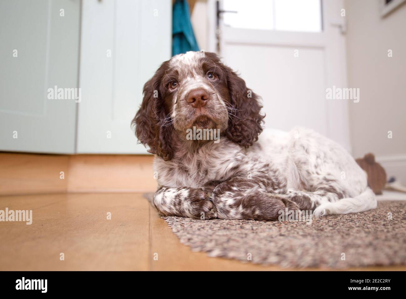 Field spaniel puppy sat on floor Stock Photo