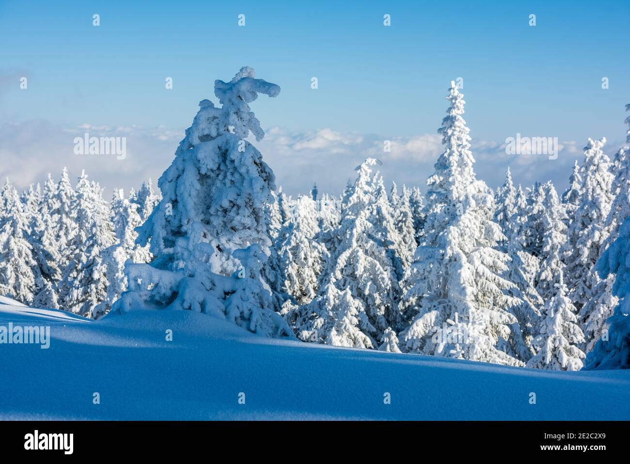 Top of the mountain with snowy trees. Snow sculptures, Ice Frost and ...