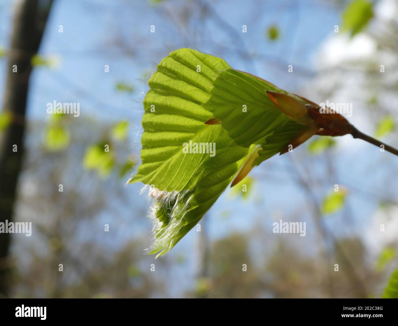 Scenic view of leaf in springtime Stock Photo